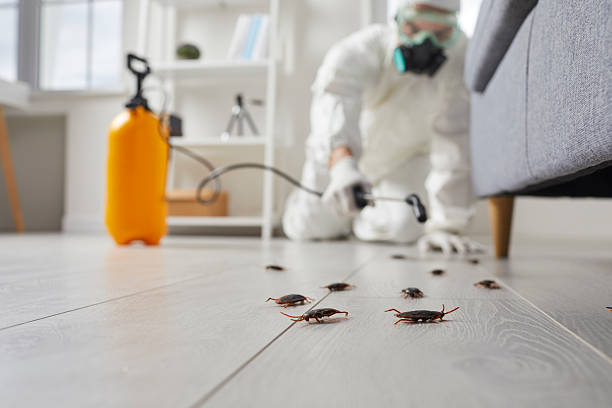Commercial Kitchen Cockroach Control in League City